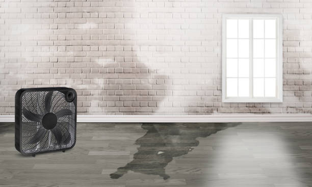 Best Water damage restoration near me  in Muniz, TX